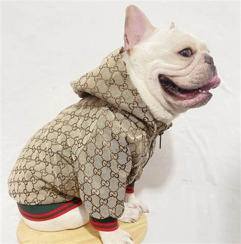 gucci logo with 2 cats sweater|Designer Dog Clothes .